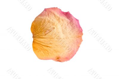 dry rose-petal