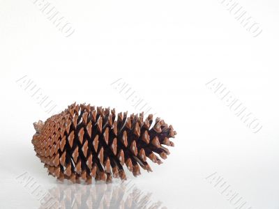 Pine cone