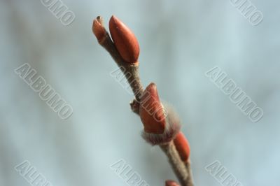 Newborn pussy willow