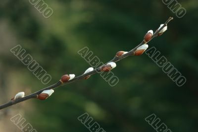 Pussy willow branch