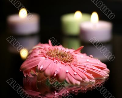composition with a gerbera-daisy