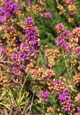 Purple heather flowers