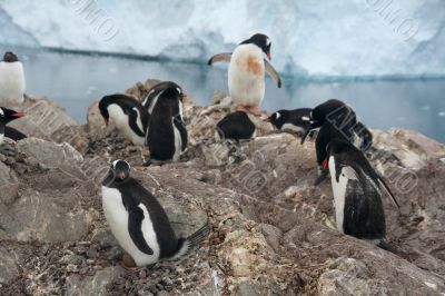 Gentoo penguins, with eggs, nesting