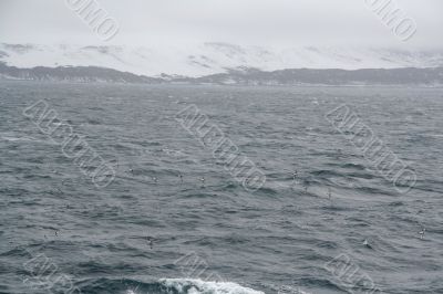 Cape  Petrel flock