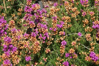 Purple heather flowers