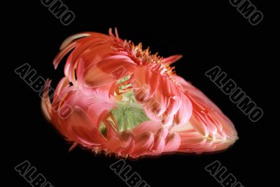 flower-heart