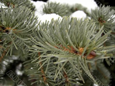 Branch of the pine covered by a snow
