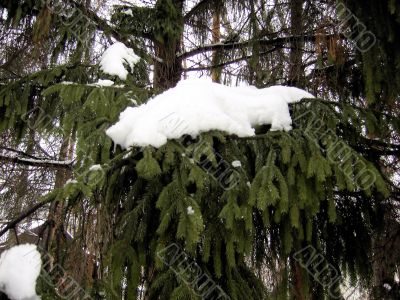 Branch of the fir covered by a snow