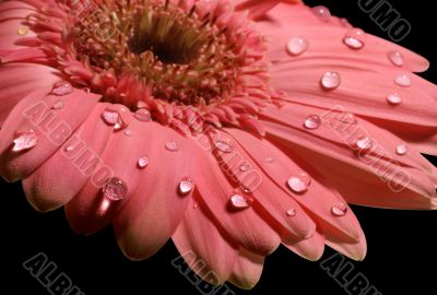 pink gerbera daisy on the black