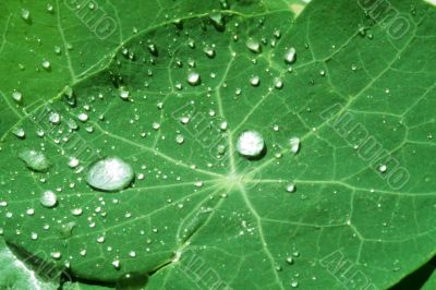 Leaf of a  with drops of water after a rain