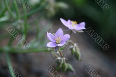 First wild spring flowers