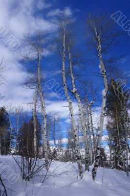Winter, aspens in snow with blue sky
