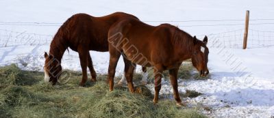 Pair of brown horses grazing in winter pasture