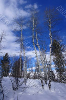 Winter, aspens in snow with blue sky