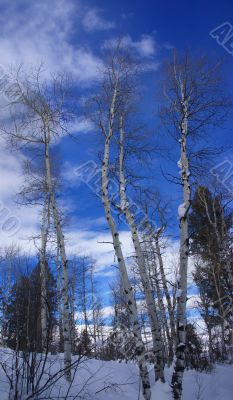 Winter, aspens in snow with blue sky