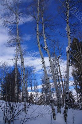 Winter, aspens in snow with blue sky