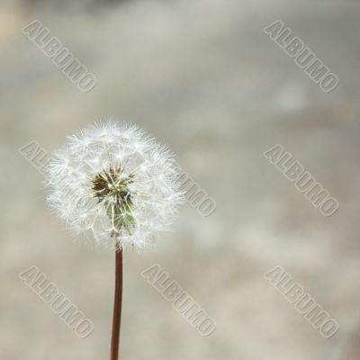 Dandelion seed head