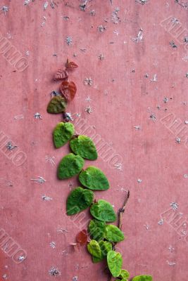Creeper on a Pink Wall