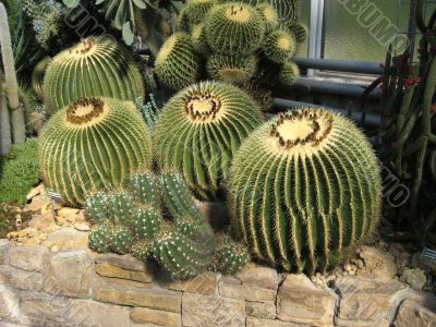 Cactus