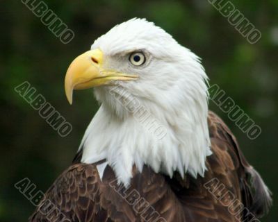 The Proud Eagle