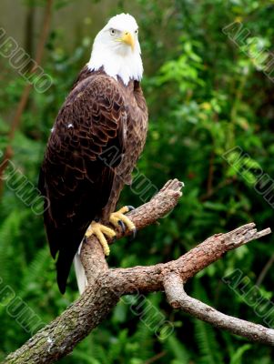 Eagle
