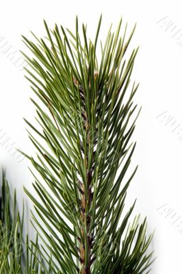 pine branch