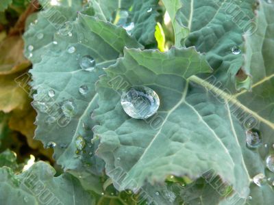 Drops