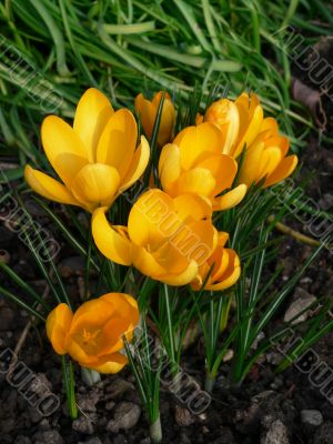 Crocus