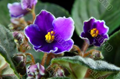African violet. Saintpaulia