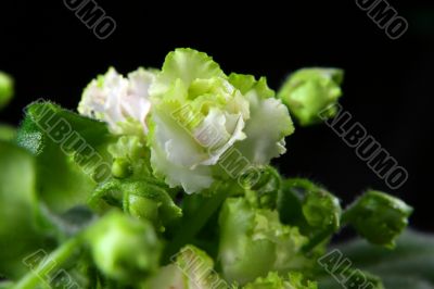 African violet. Saintpaulia