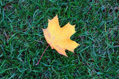 Maple leaf