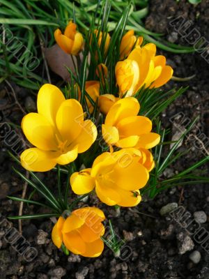 Crocus