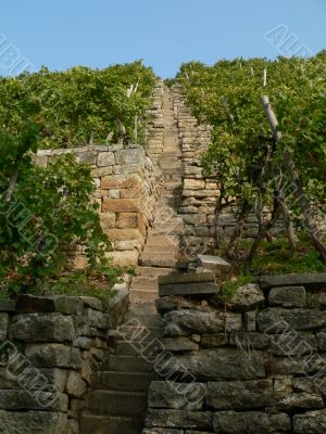 The vineyard