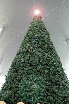 christmas tree