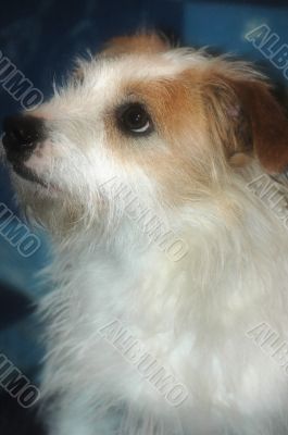 Photo dog