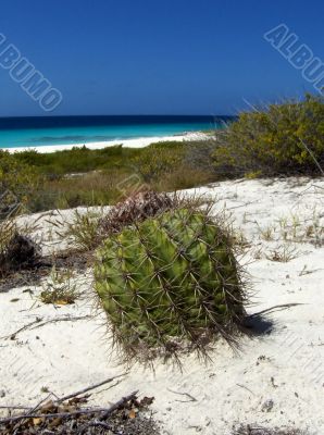 Catus on the beach