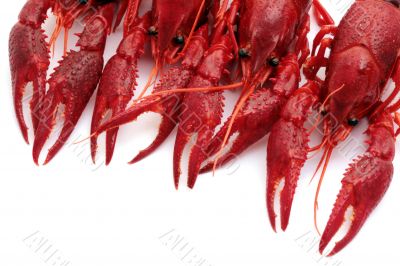 red crawfish on white background