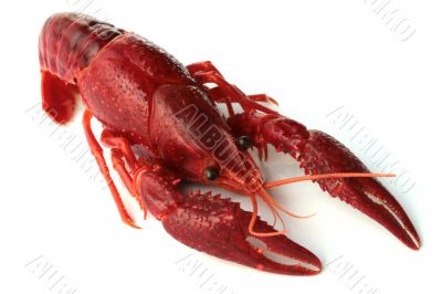 red crawfish on white background