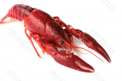 red crawfish on white background