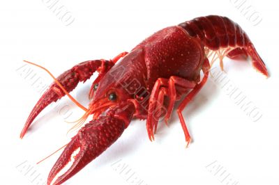 red crawfish on white background