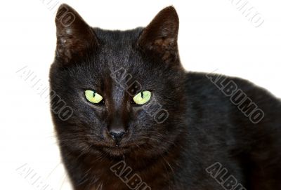 Portrait of a black cat