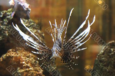 lionfish
