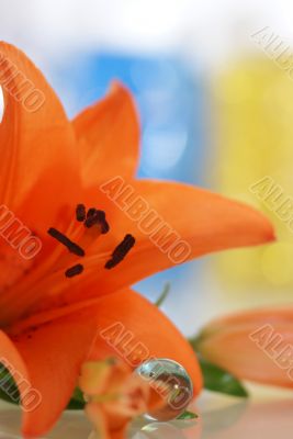 orange lily