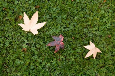 Maple leaves on the grass