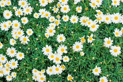 Camomile meadow