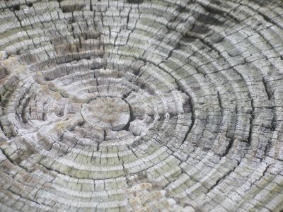 Rings Of A Trunk