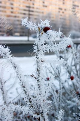 rime on a dog-rose