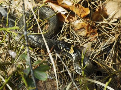 grass snake