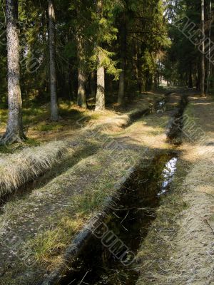 spring forest road