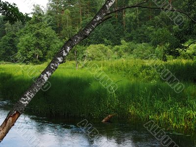 birch on river background